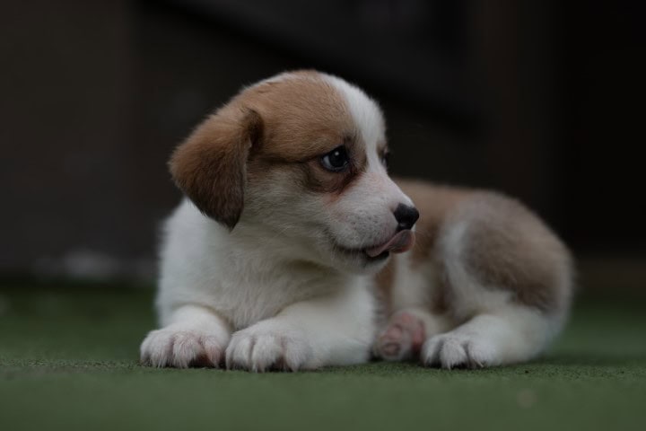 Bengali Pet Names For Girl