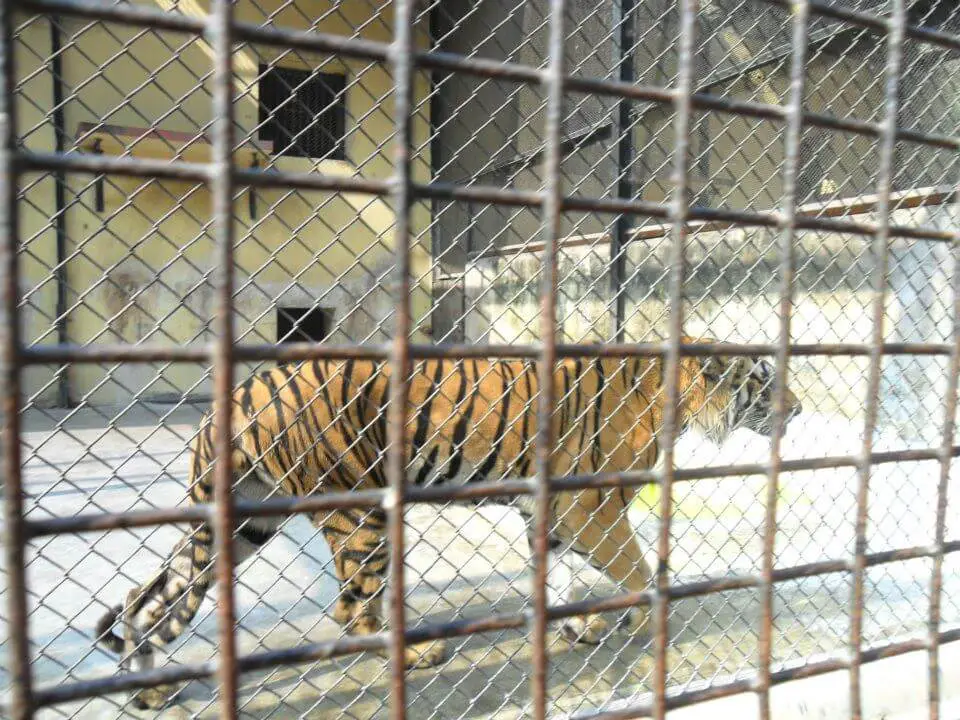 Tiger at Alipore Zoo