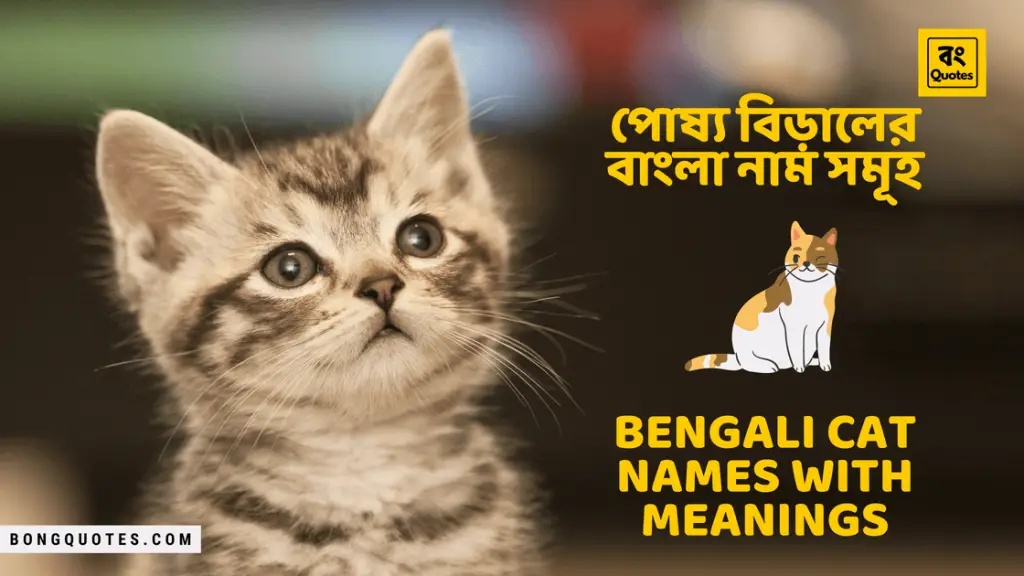  Bengali Cat Names With Meanings