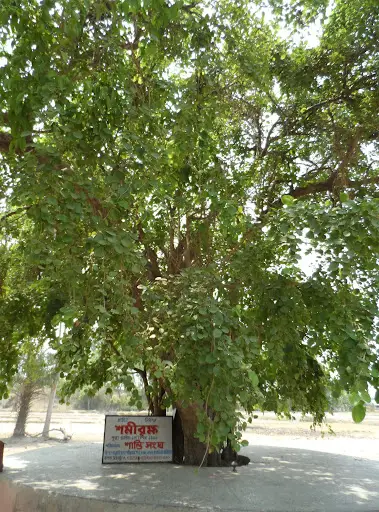 shomi-tree-mahabharat