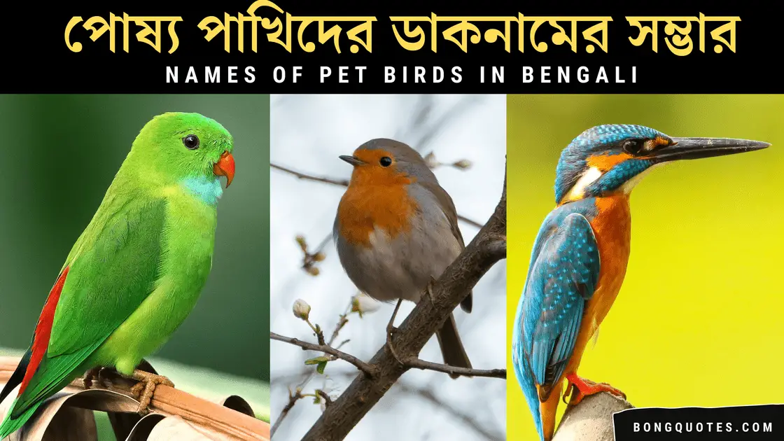 bengali-name-ideas-for-pet-birds