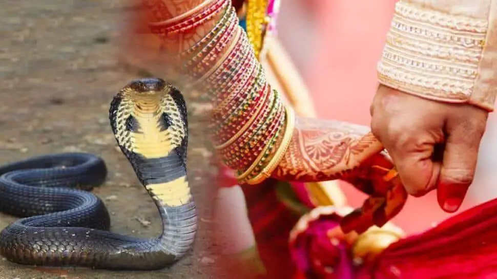 Poisonous snakes as wedding gift - viral news