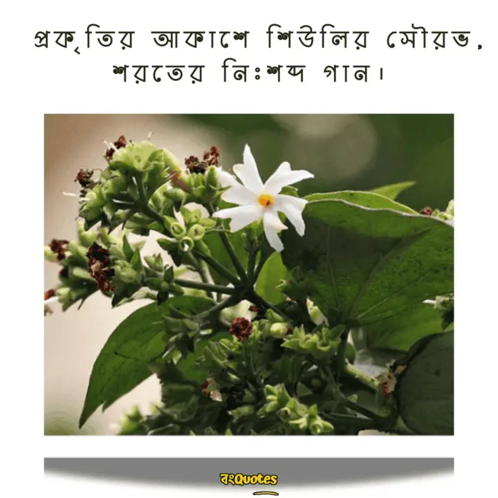 শিউলি ফুল নিয়ে উক্তি 7