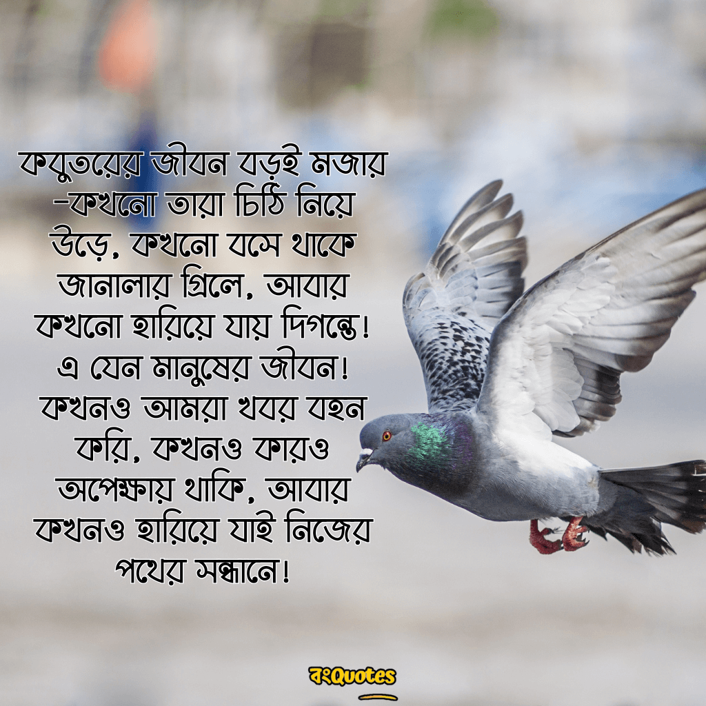 পায়রা ও কবুতর 9