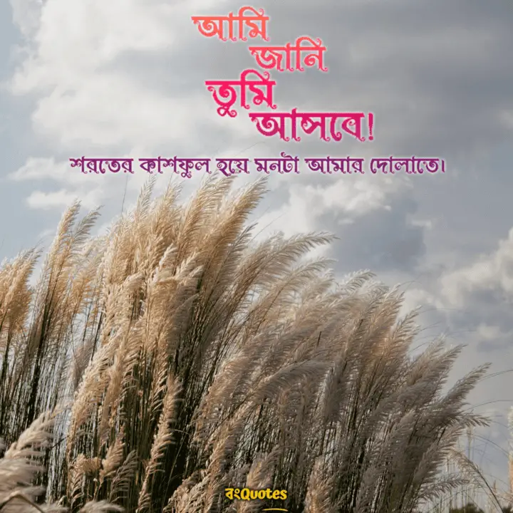 কাশফুলের স্ট্যাটাস