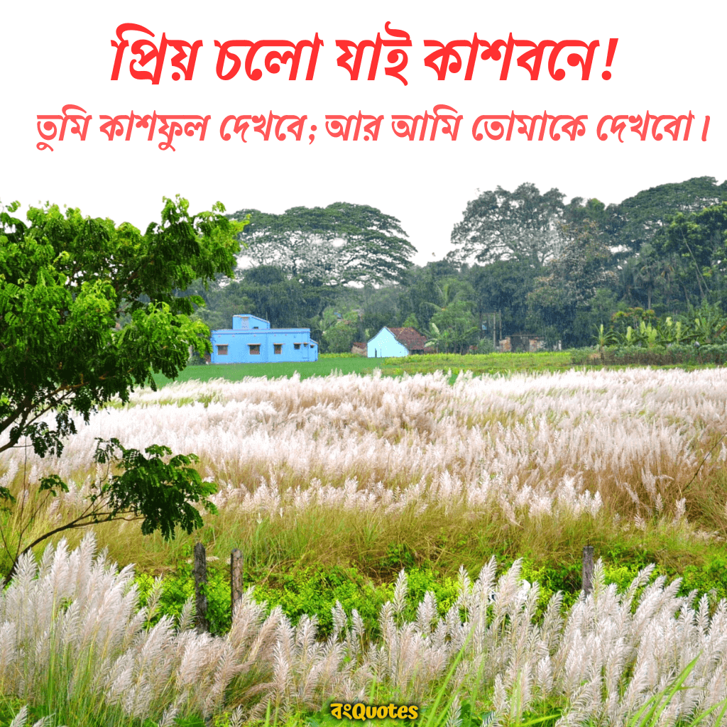 কাশফুল নিয়ে লেখা কিছু উক্তি 3