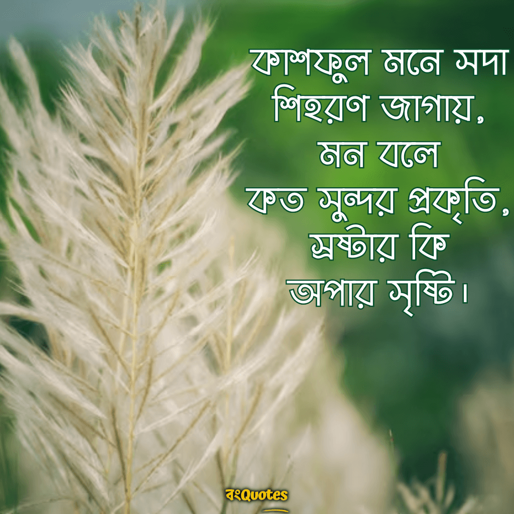 কাশফুল নিয়ে ক্যাপশন