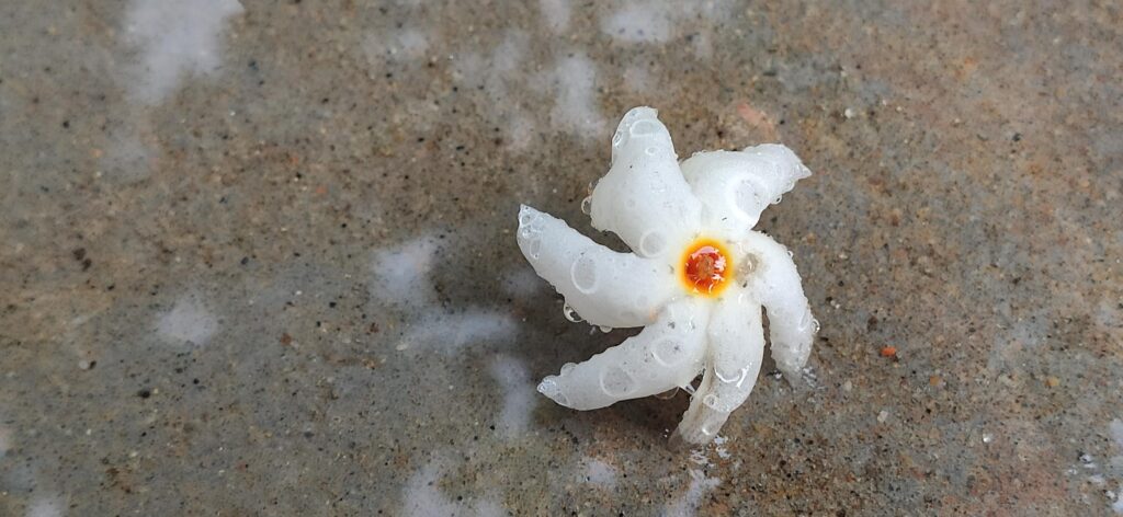 শিউলি গাছ নিয়ে পৌরাণিক কাহিনি, 