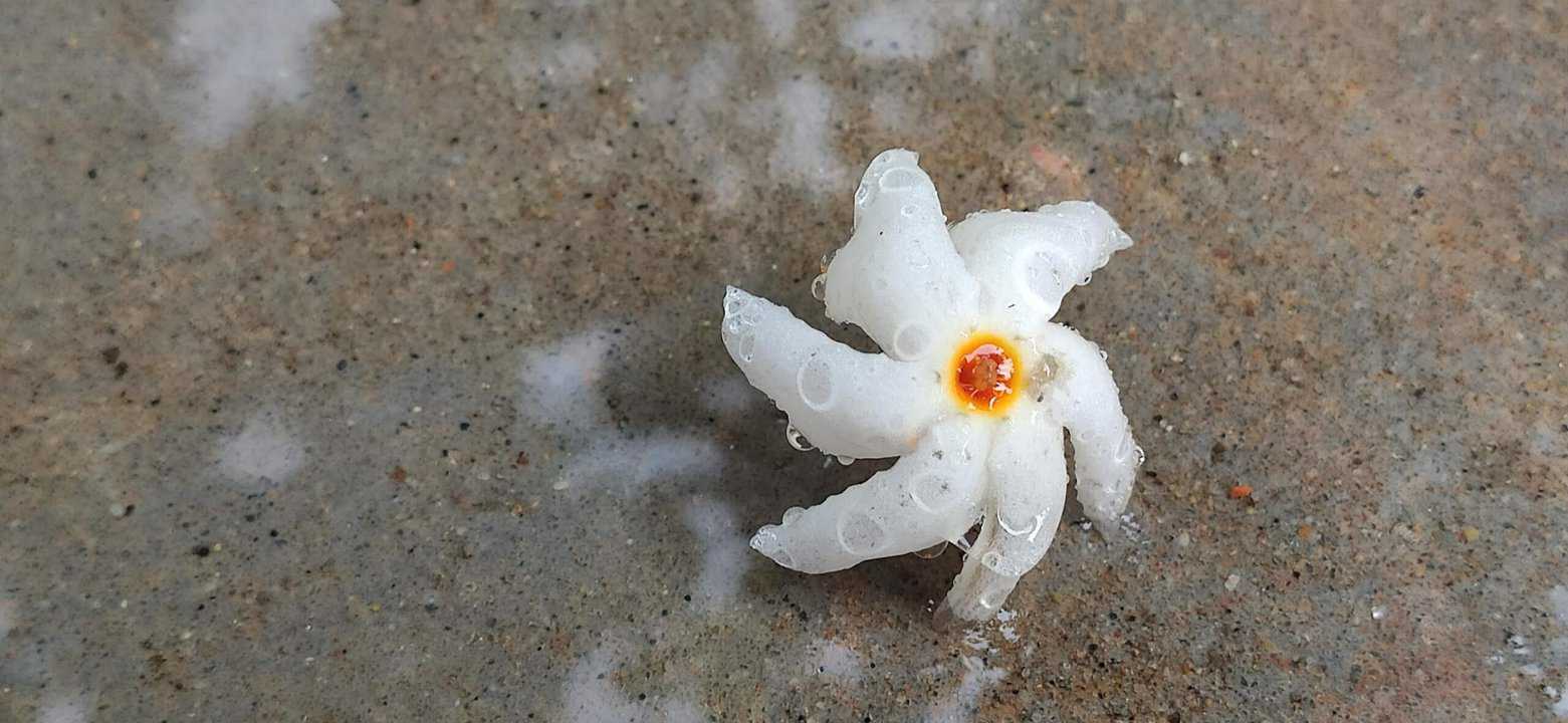শিউলি ফুল সম্পর্কে বিস্তারিত, Details about Shiuli flower in bangla