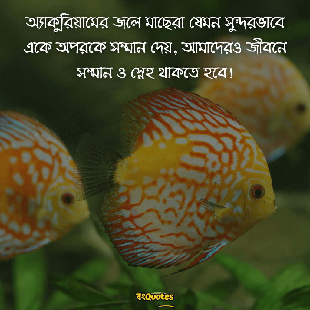 মাছ ও একুরিয়াম নিয়ে সেরা উক্তি 21