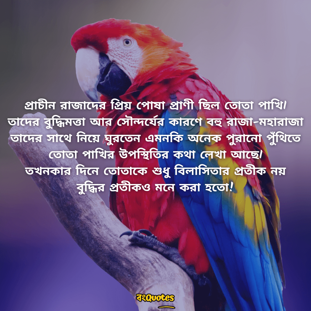 তোতা পাখি  নিয়ে উক্তি 11