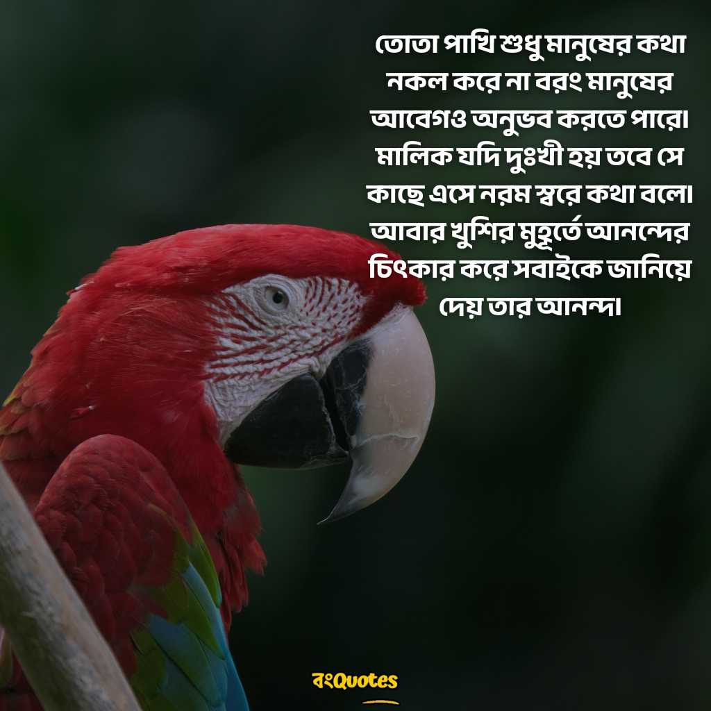 তোতা পাখি  নিয়ে উক্তি 10