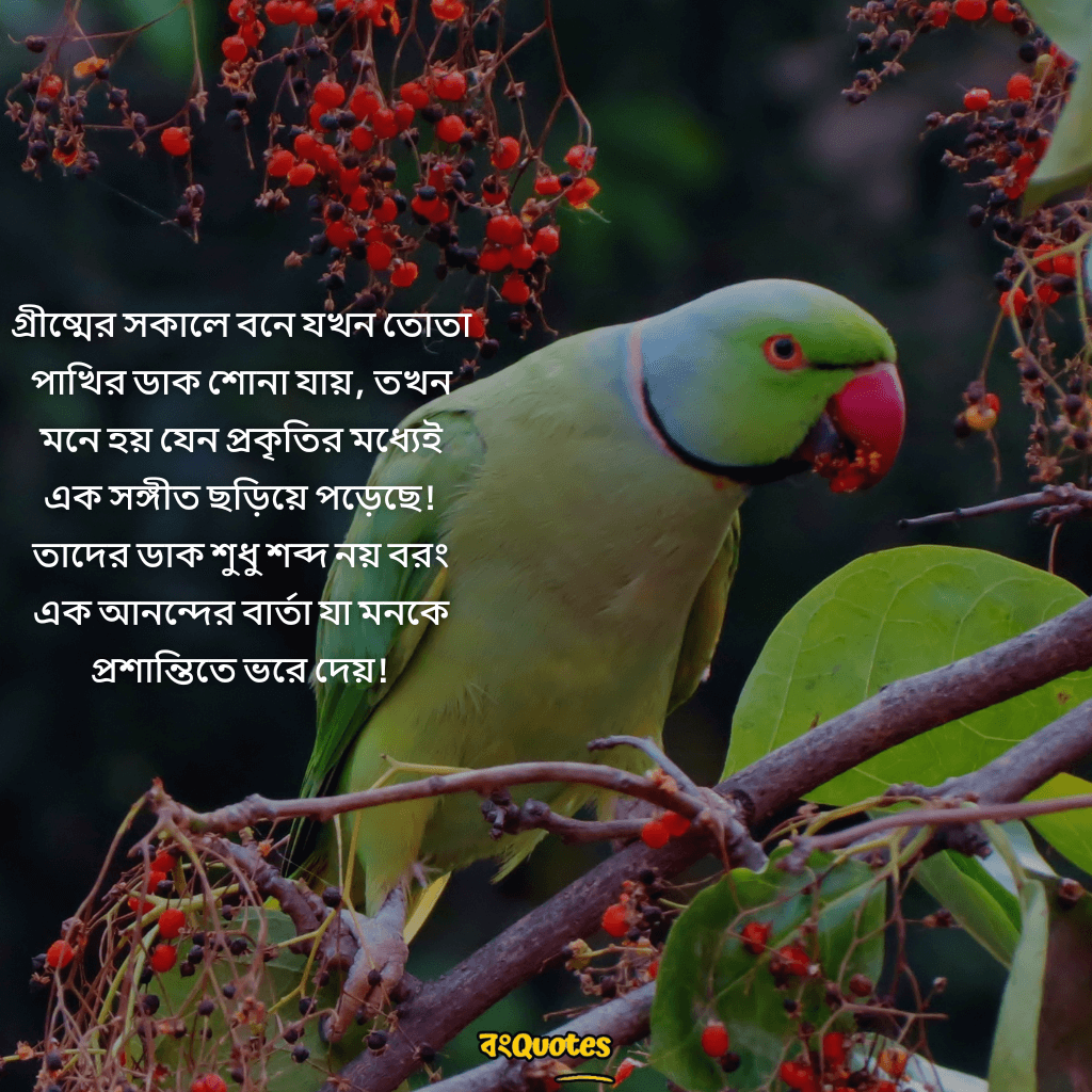 তোতা পাখি  নিয়ে উক্তি 16