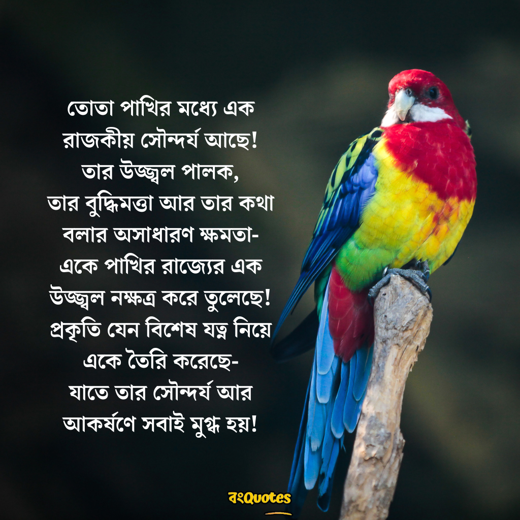 তোতা পাখি  নিয়ে উক্তি 19