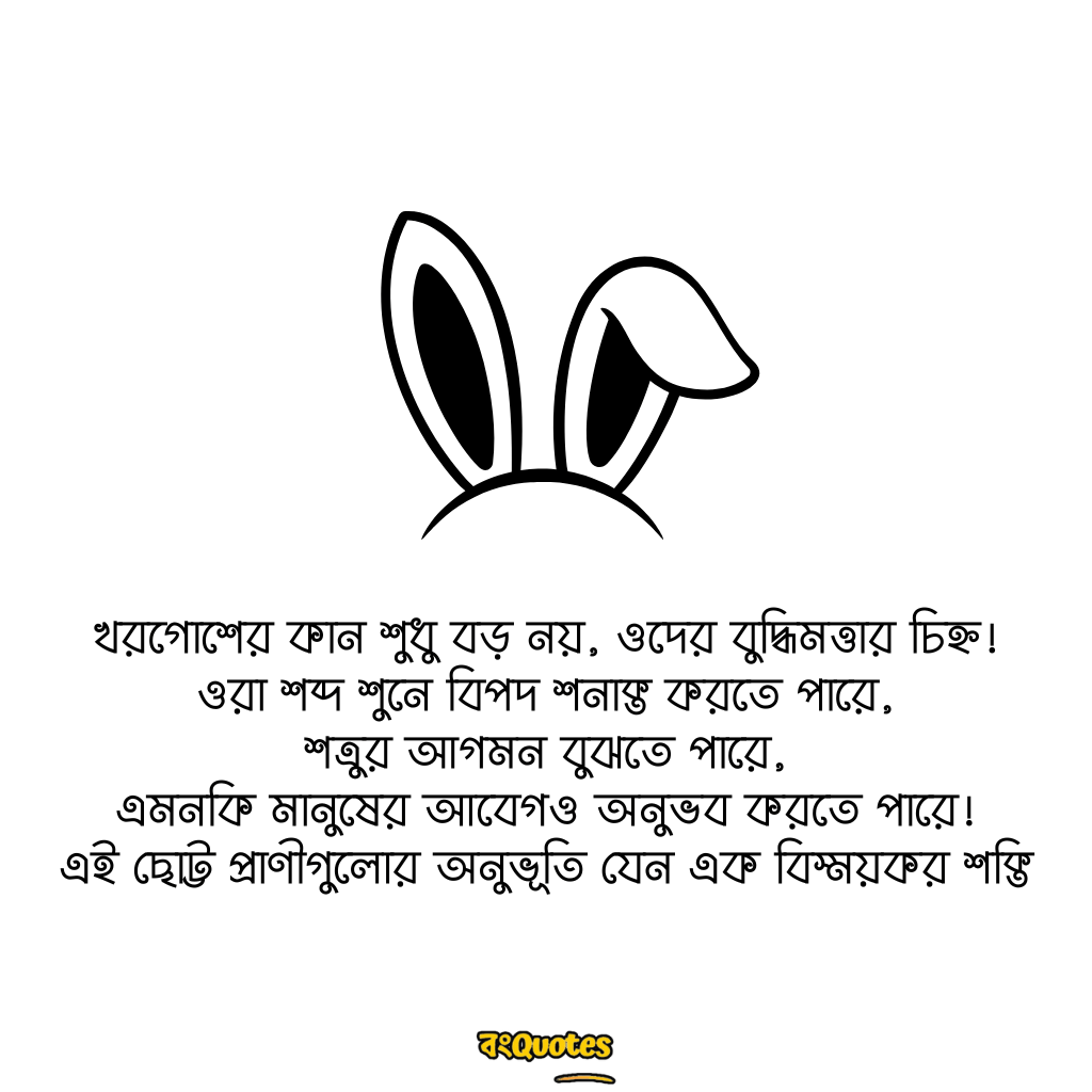 খরগোশ  নিয়ে উক্তি 12