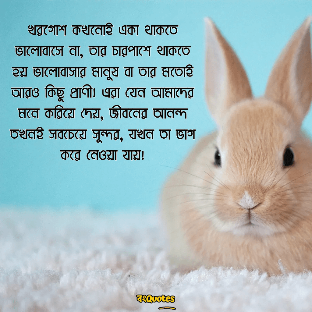 খরগোশ  নিয়ে উক্তি 17