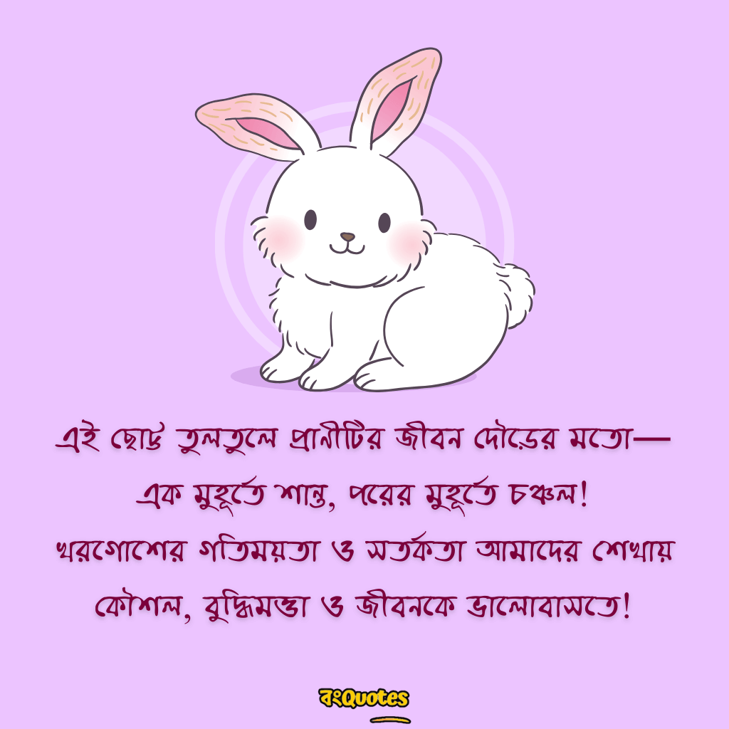 খরগোশ  নিয়ে উক্তি 3