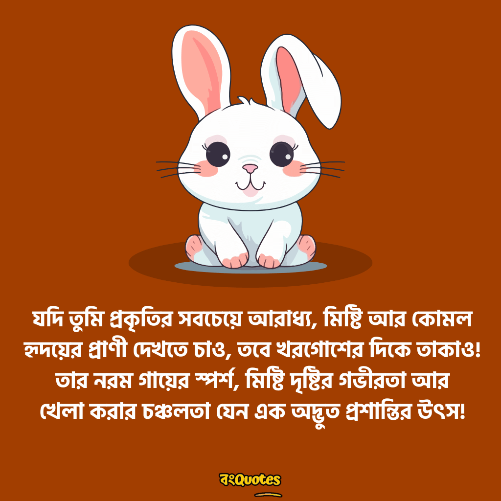 খরগোশ  নিয়ে উক্তি 5